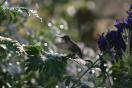 hummer in the sprinklers.jpg