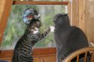 kitty biff.jpg