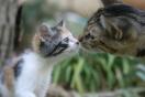 kitty kiss.jpg