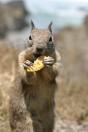 nibbles.jpg