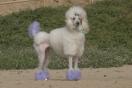 not our dog.jpg