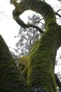 tree moss.jpg
